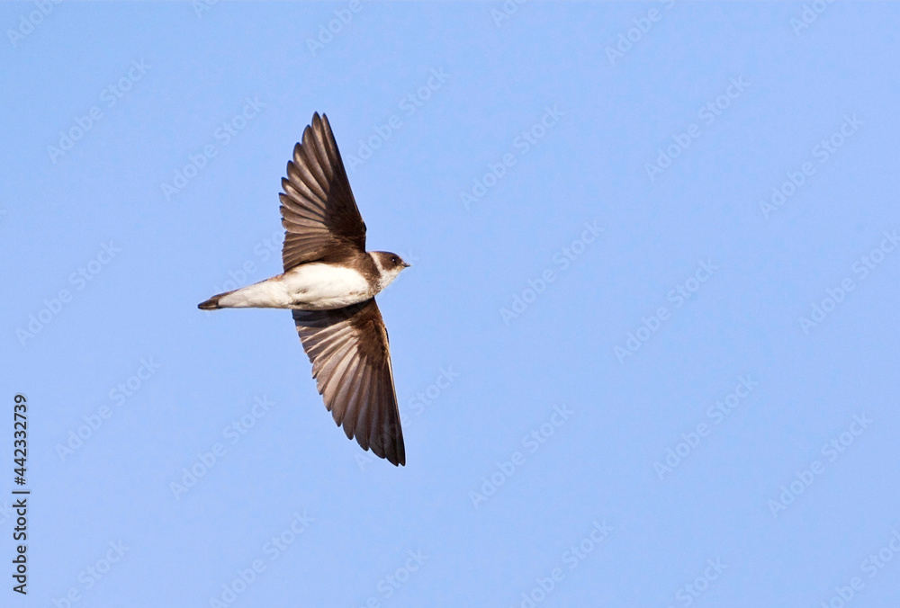 Oeverzwaluw, Sand Martin, Riparia riparia