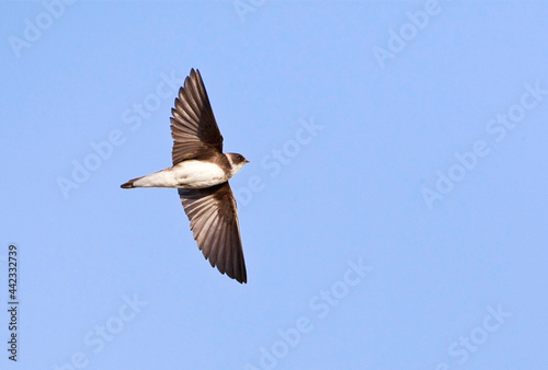 Obraz na płótnie Oeverzwaluw, Sand Martin, Riparia riparia w salonie