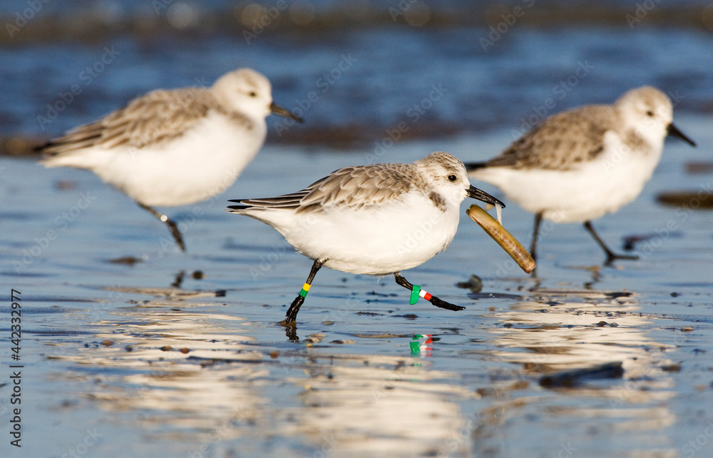 Drieteenstrandloper, Sanderling, Calidris alba Drieteenstrandloper, Sanderling, Calidris alba