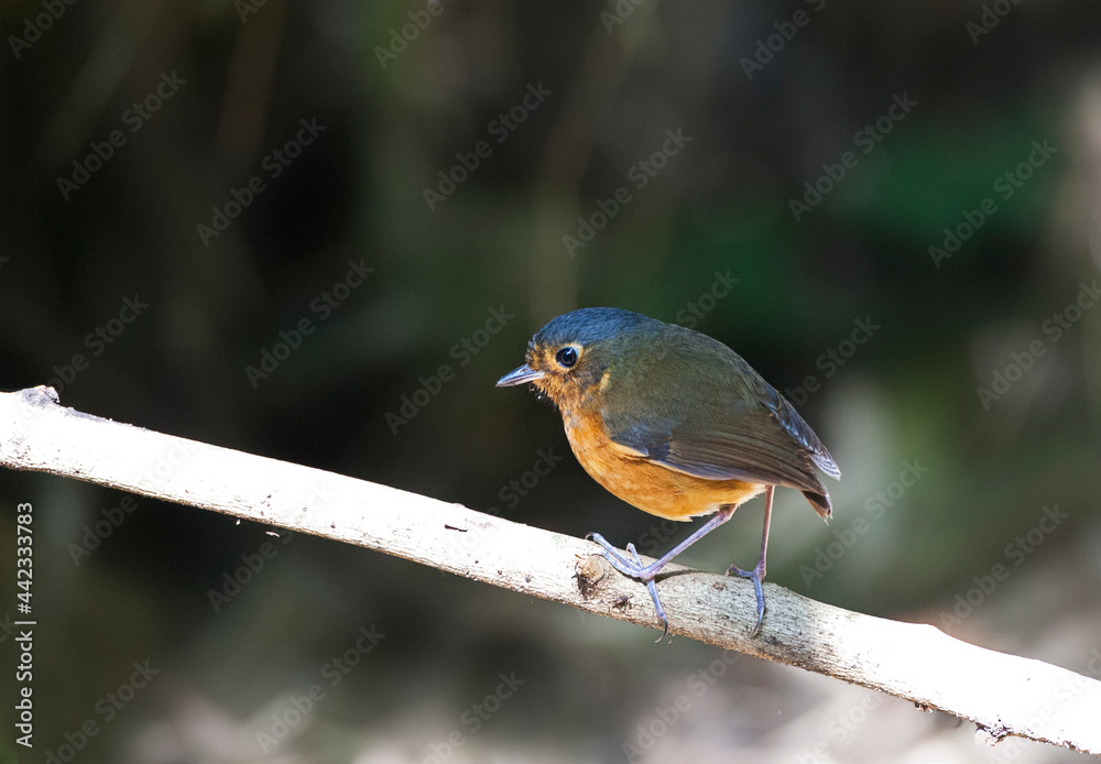 Fototapeta premium Grijskapdwergmierpitta, Slate-crowned Antpitta, Grallaricula nana