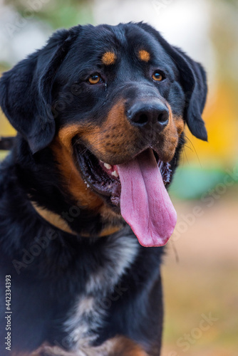 beautiful large brown dog mestizo rottweiler