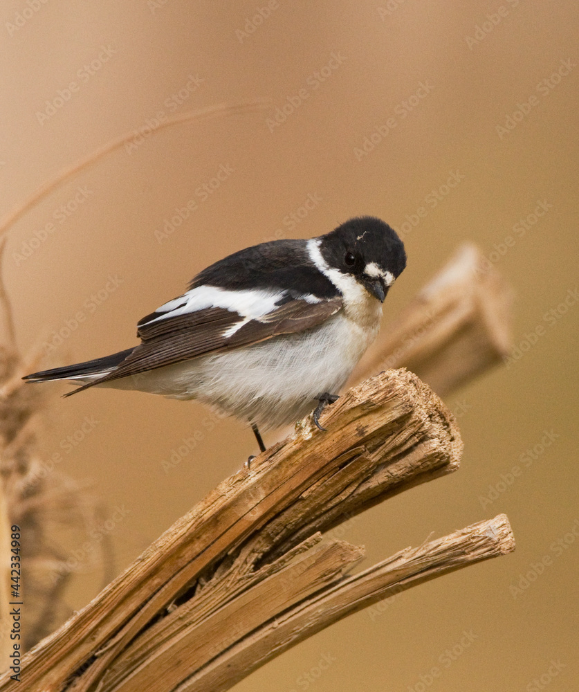 Obraz premium Balkanvliegenvanger; Semi-collared Flycatcher; Ficedula semitorquata