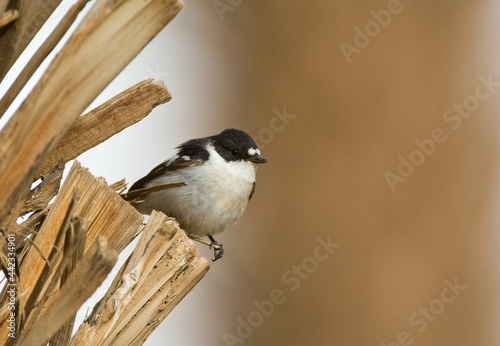 Balkanvliegenvanger, Semi-collared Flycatcher, Ficedula semitorquata photo