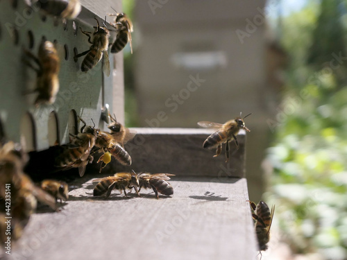 Activité de départ et d'arrivée à la ruche des abeilles butineuses © Eric