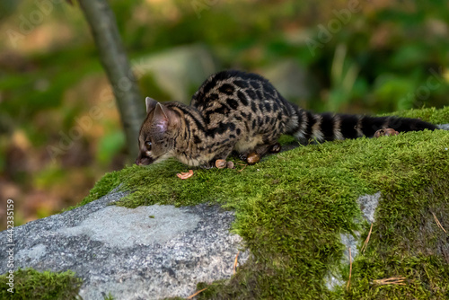 Large-spotted genet  Genetta tigrina  in natural habitat  South Africa