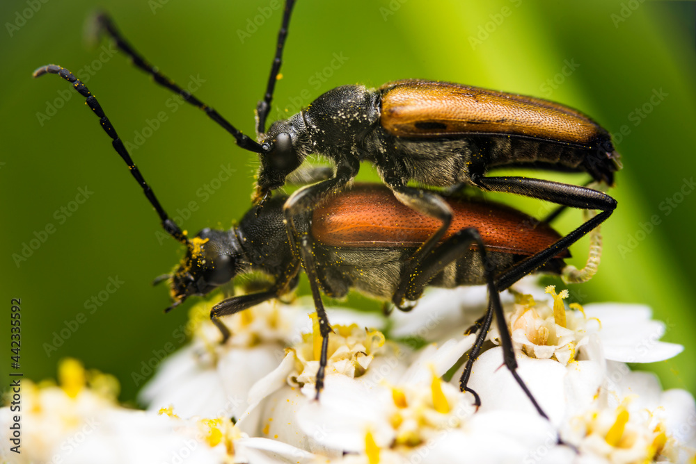 bug on a leaf bug on a leaf
