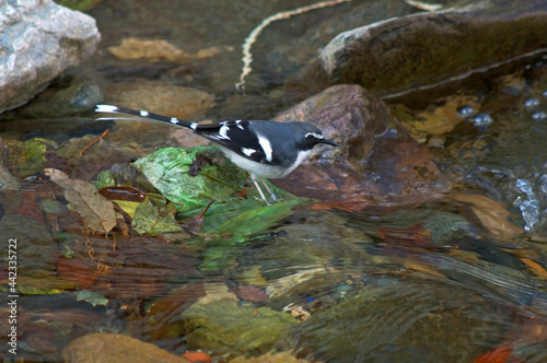 Slaty-backed forktail, Grijsmantelvorkstaart, Enicurus schistaceus photo
