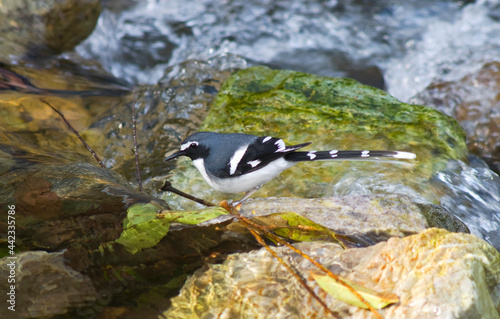 Grijsrugvorkstaart, Slaty-backed Forktail, Enicurus schistaceus photo