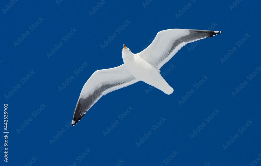 Obraz premium Kamtsjatkameeuw, Slaty-backed Gull, Larus schistisagus