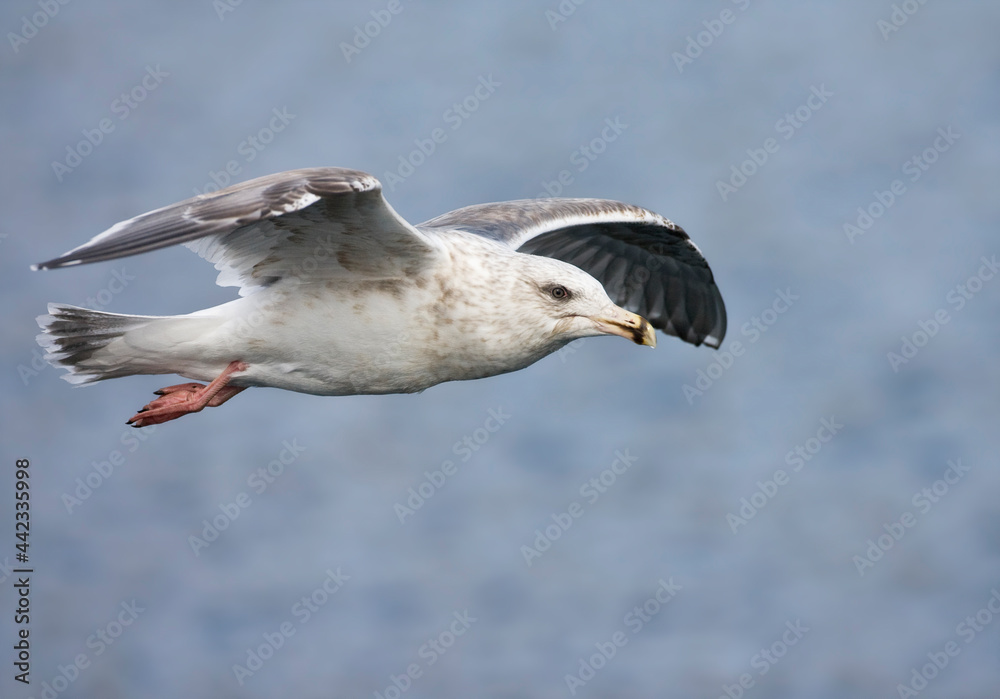 Kamtsjatkameeuw, Slaty-backed Gull, Larus schistisagus Kamtsjatkameeuw, Slaty-backed Gull, Larus schistisagus