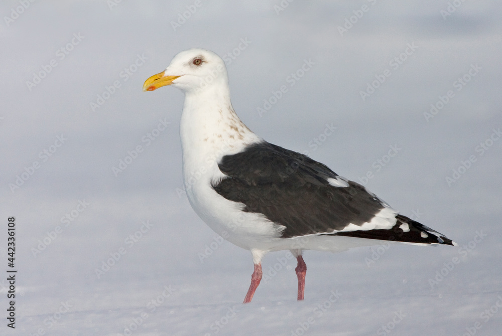 Kamtsjatkameeuw, Slaty-backed Gull, Larus schistisagus Kamtsjatkameeuw, Slaty-backed Gull, Larus schistisagus