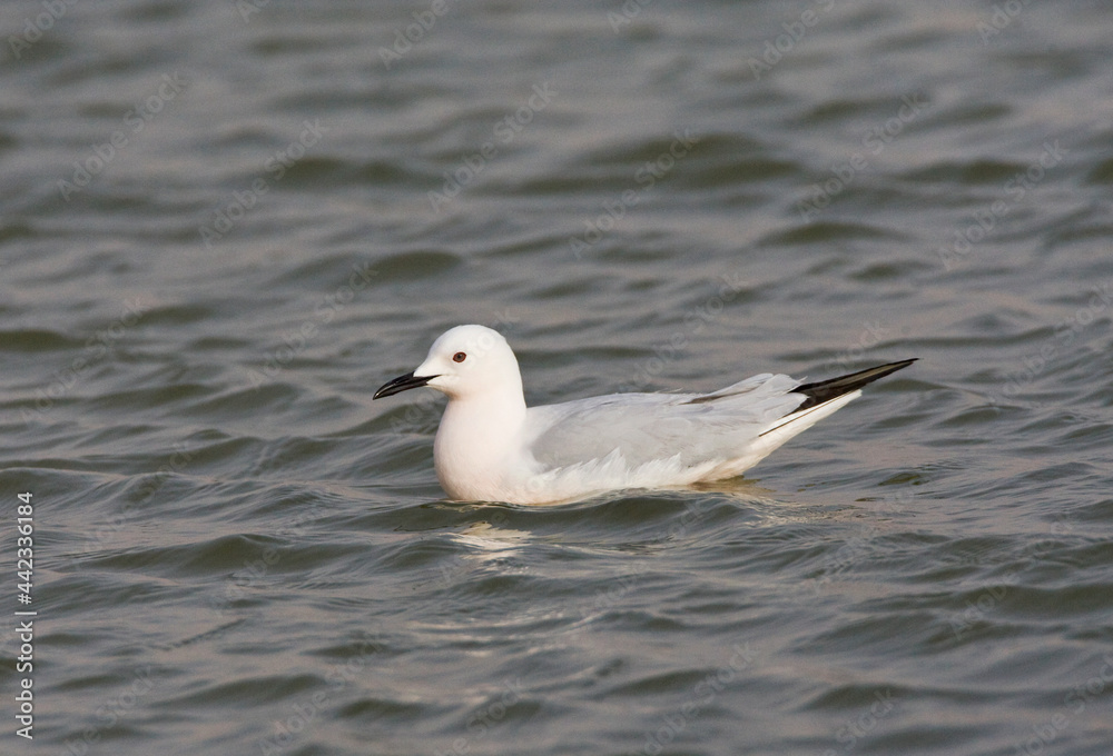 Dunbekmeeuw; Slender-billed Gull; Chroicocephalus genei Dunbekmeeuw; Slender-billed Gull; Chroicocephalus genei