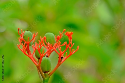 Gout plant (Guatemala Rhubarb) flowers with blurred green background. photo