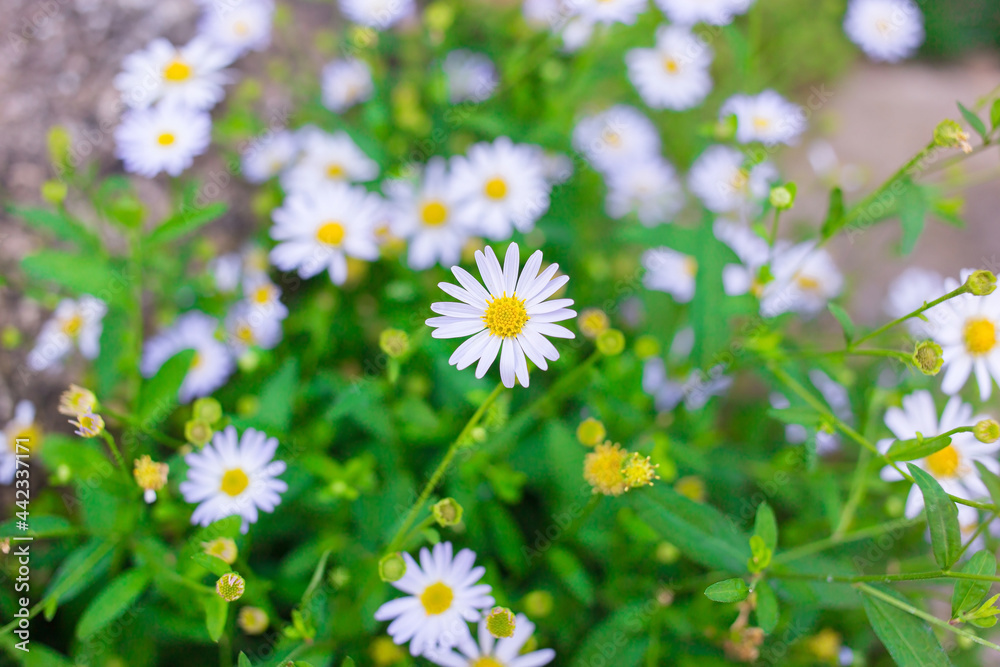 Fototapeta premium Beautiful small daisy has white petals and yellow pollen with fresh green leave bush as natural background.