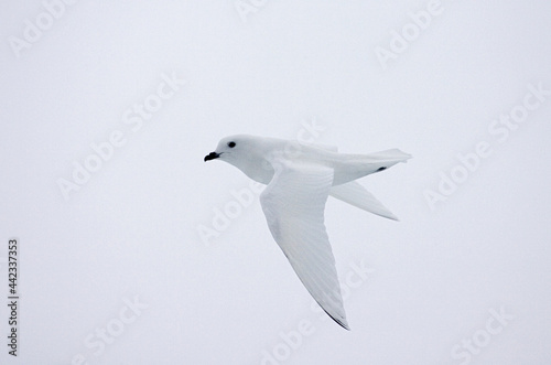 Lesser Snow Petrel, Sneeuwstormvogel, Pagodroma nivea photo