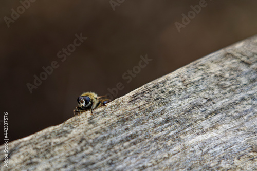 bee on a tree