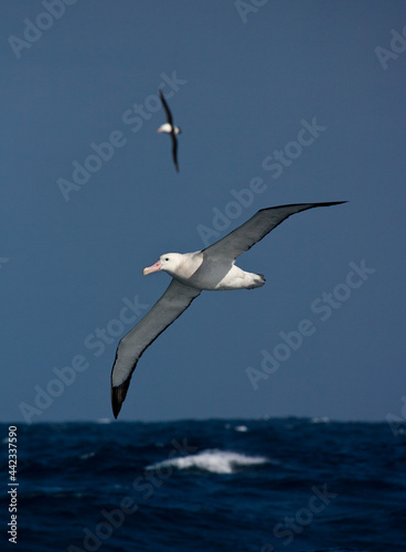 Grote Albatros, Snowy (Wandering) Albatross, Diomedea (exulans) exulans