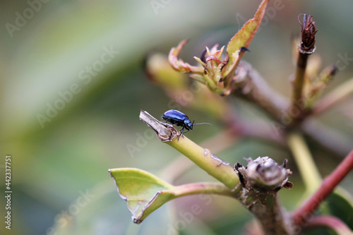 Blue Mint Beetle (Chrysolina coerulans) photo