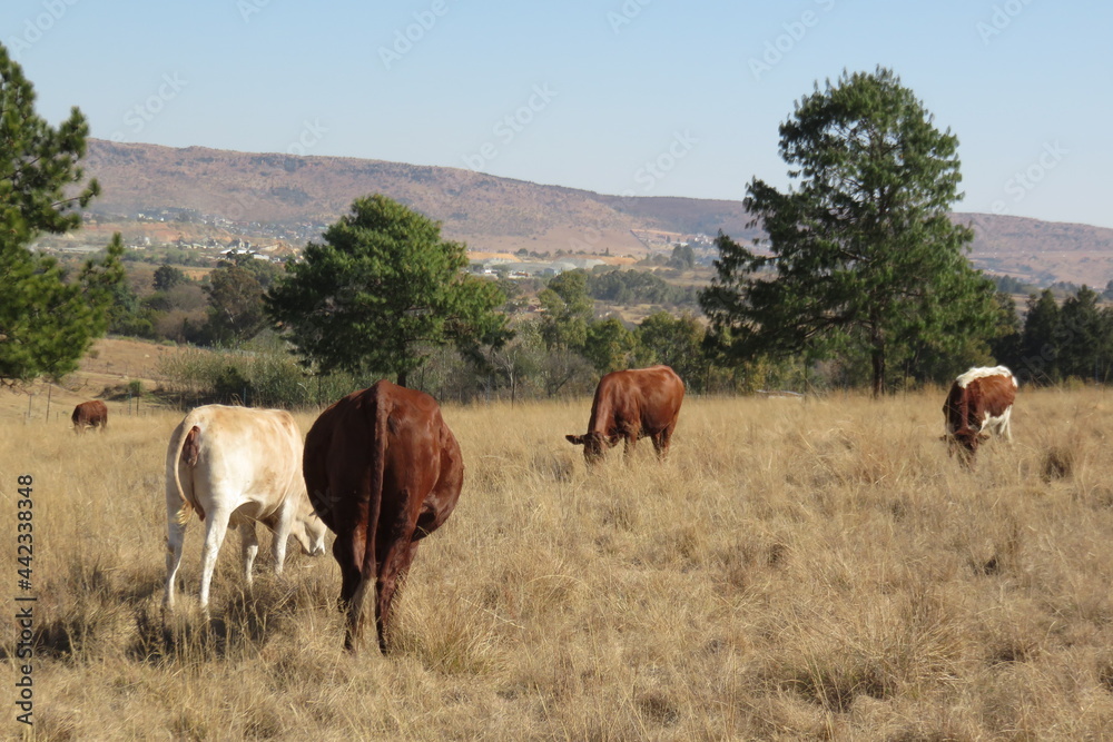 Close up rear view of cattle grazing in a winter's landscape grass field with beautiful green Pine trees  leading up to hill tops o n the horizon under a blue sky
