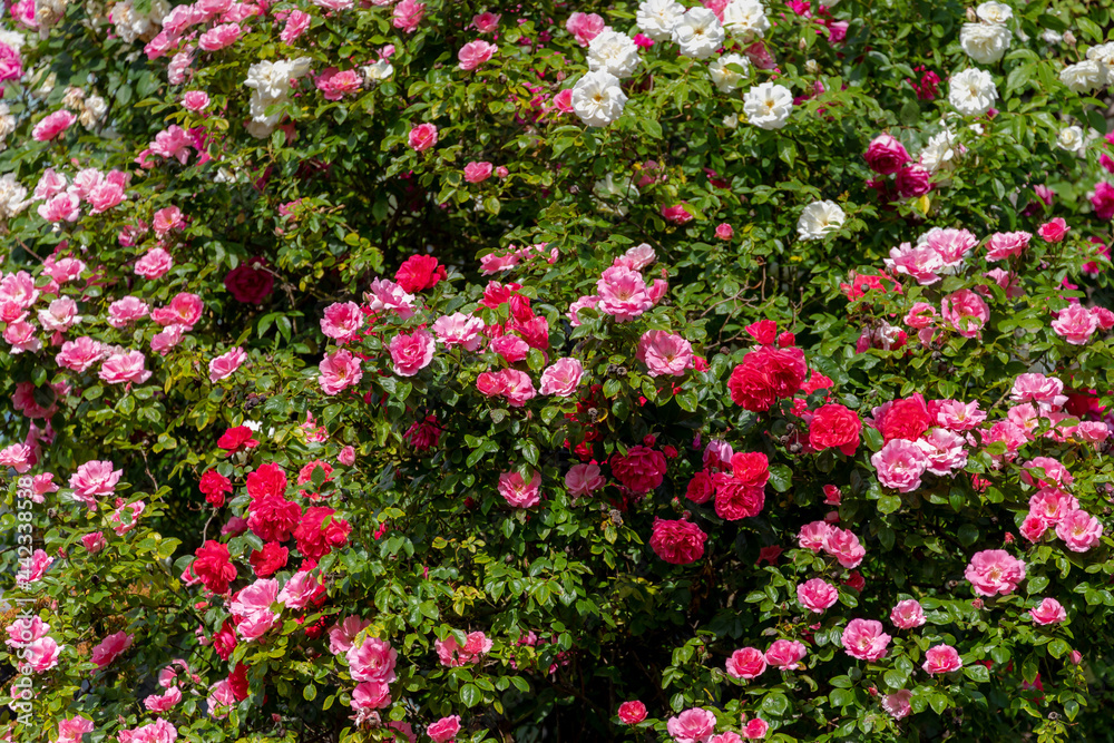 Selective focus of beautiful multi colour roses on the tree in garden with green leaves, A compact large flowering shrub, The flowers are in clusters and have a pleasant fragrance, Nature background.