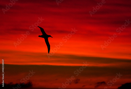 Grote Albatros  Snowy  Wandering  Albatross  Diomedea  exulans  exulans