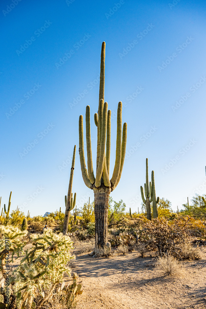 Mature Saguaro Cactus With Trunk Turning To Bark