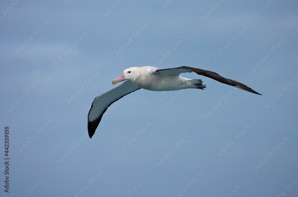 Fototapeta premium Grote Albatros, Snowy (Wandering) Albatross, Diomedea (exulans) exulans