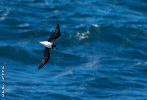 Donsstormvogel  Soft-plumaged Petrel  Pterodroma mollis