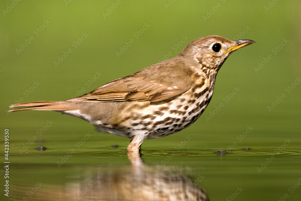 Zanglijster, Song Thrush, Turdus philomelos Zanglijster, Song Thrush, Turdus philomelos