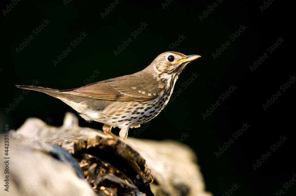 Fototapeta premium Zanglijster, Song Thrush, Turdus philomelos