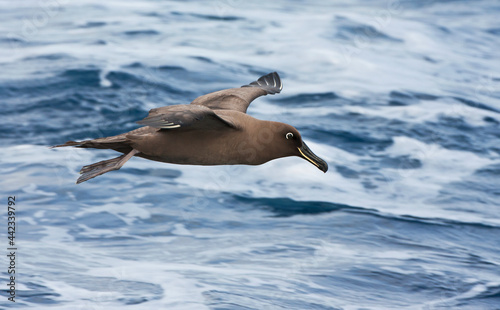 Zwarte Albatros, Sooty Albatros, Phoebetria fusca