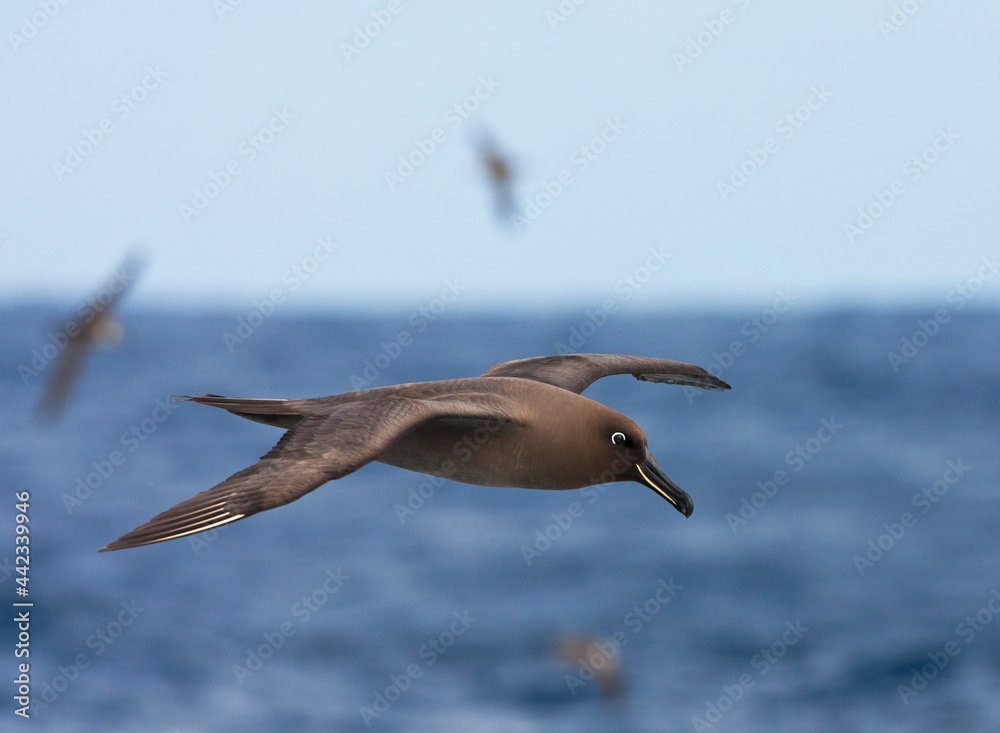 Obraz premium Zwarte Albatros, Sooty Albatros, Phoebetria fusca