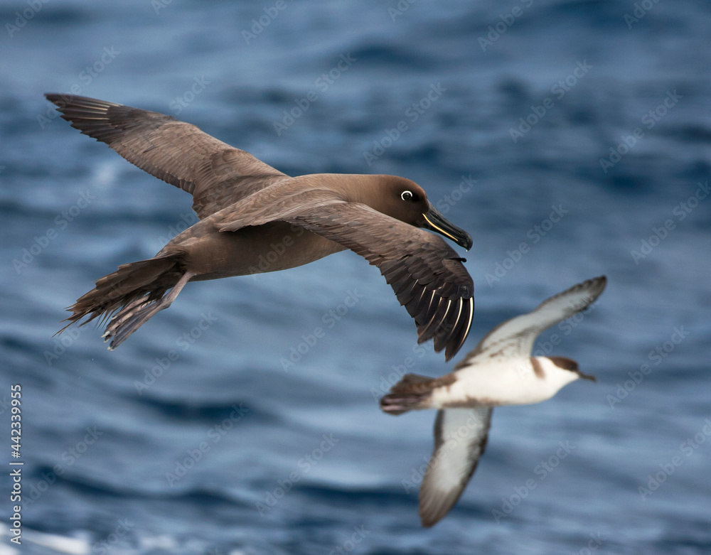 Zwarte Albatros, Sooty Albatros, Phoebetria fusca Zwarte Albatros, Sooty Albatros, Phoebetria fusca