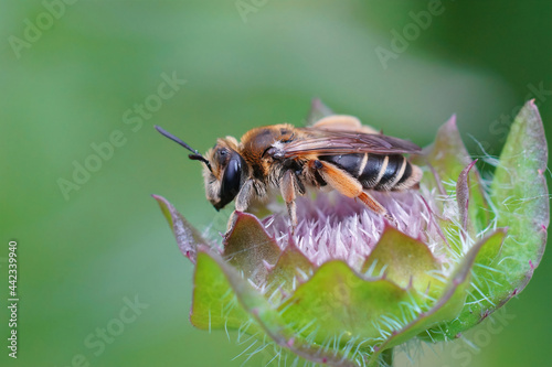 Closeup of a female Small gorse mining bee, Andrena ovatula photo