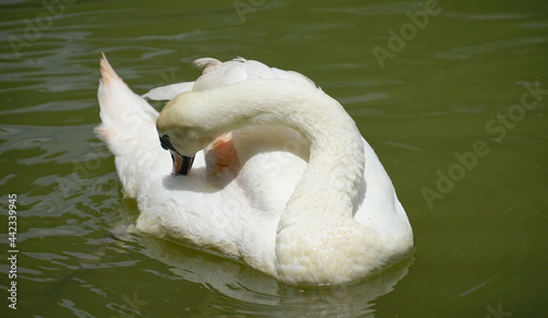 white swan on the water /The swan are cleaning themselve photo