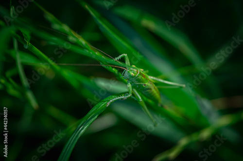 Nice green grasshopper sitting in grass at morning time. Macro photography insects