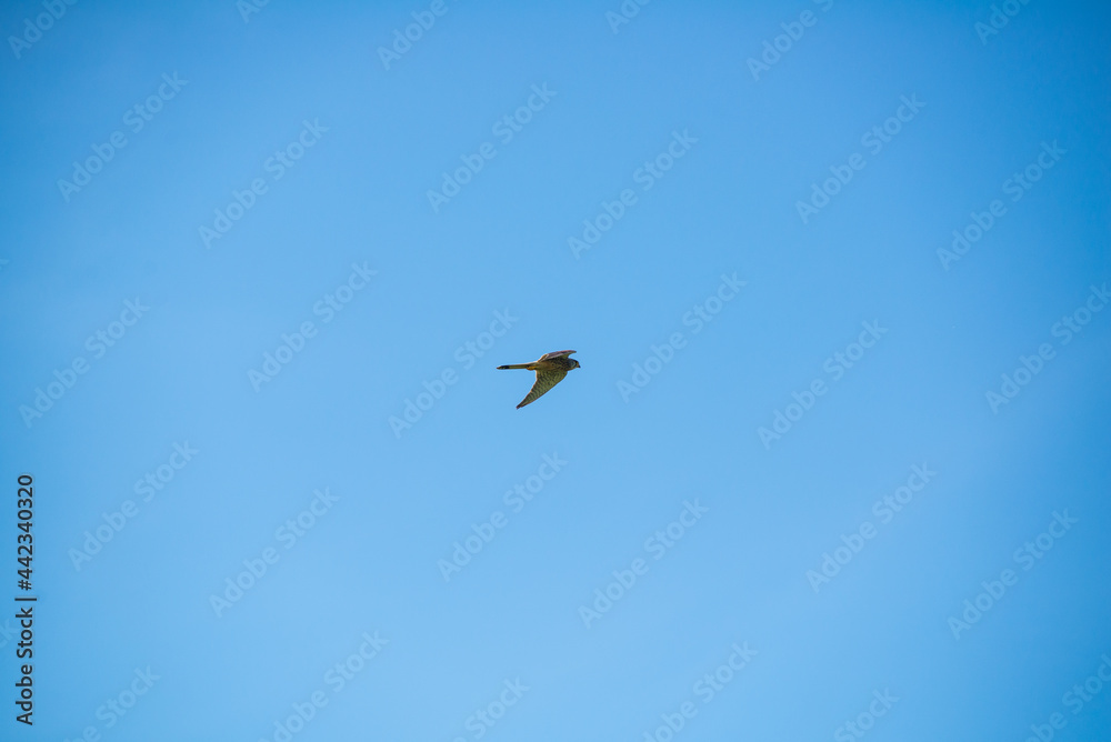 Fototapeta premium View of Hawk in midflight