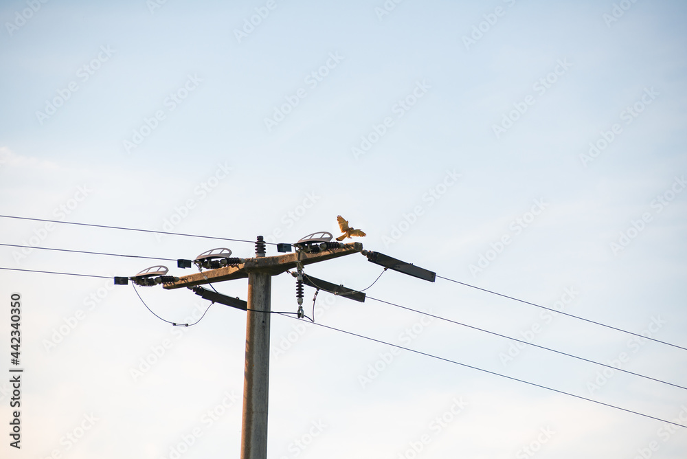 Hawk landing on pylon late in the afternoon
