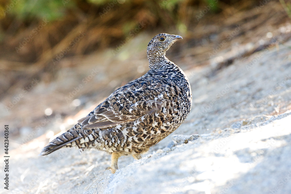 Sooty Grouse, Dendragapus fuliginosus Sooty Grouse, Dendragapus fuliginosus