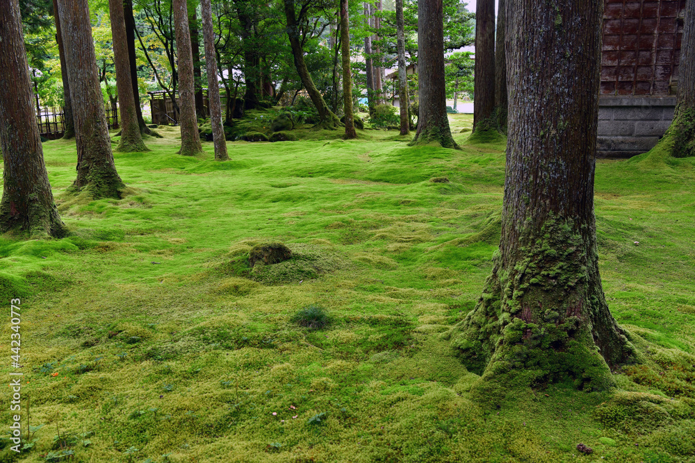 苔の庭 苔の庭