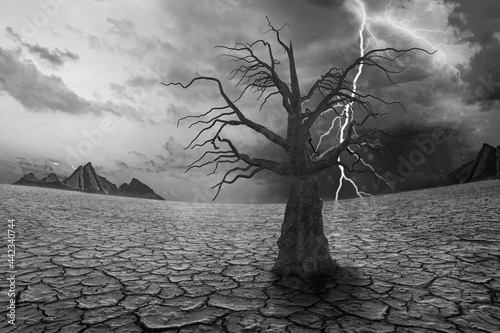 Global warming and concept of drought, environment disaster with dead tree photo