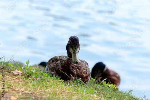 雄のマガモ　大濠公園　福岡県福岡市　Male mallard Ohori Park Fukuoka-ken Fukuoka city photo