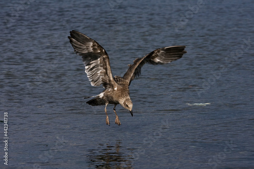 Kelpmeeuw, Kelp Gull, Larus dominicanus © AGAMI