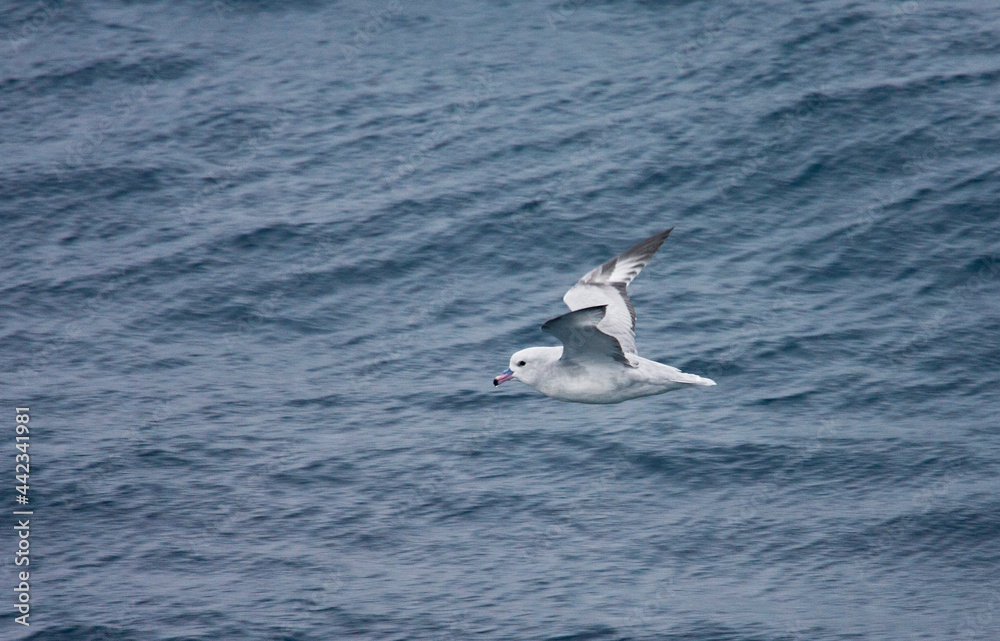 Fototapeta premium Grijze Stormvogel, Southern Fulmar, Fulmarus glacialoides