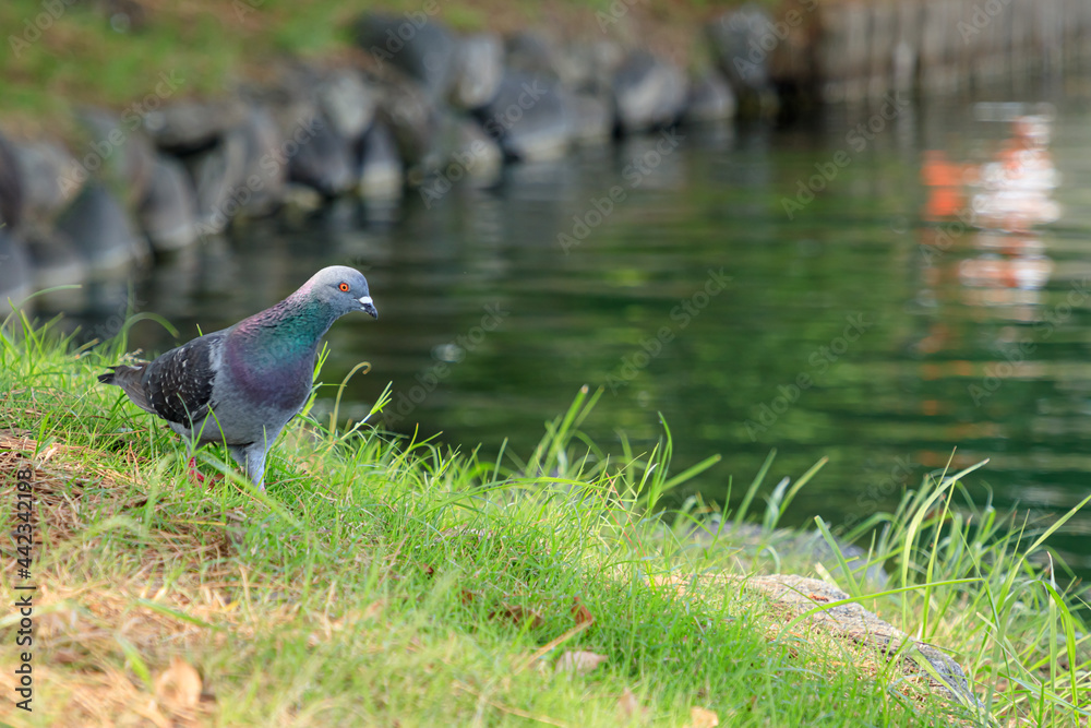 ハト 大濠公園 福岡県福岡市 Pigeon Ohori Park Fukuoka-ken Fukuoka city ハト 大濠公園 福岡県福岡市 Pigeon Ohori Park Fukuoka-ken Fukuoka city