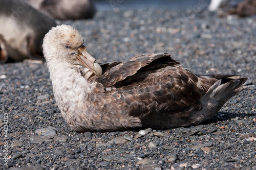 Zuidelijke Reuzenstormvogel, Southern Giant Petrel, Macronectes giganteus photo