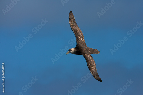 Zuidelijke Reuzenstormvogel, Southern Giant Petrel, Macronectes giganteus photo
