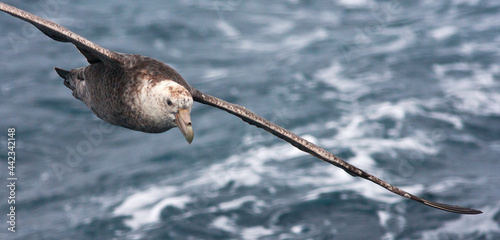 Zuidelijke Reuzenstormvogel, Southern Giant Petrel, Macronectes giganteus photo