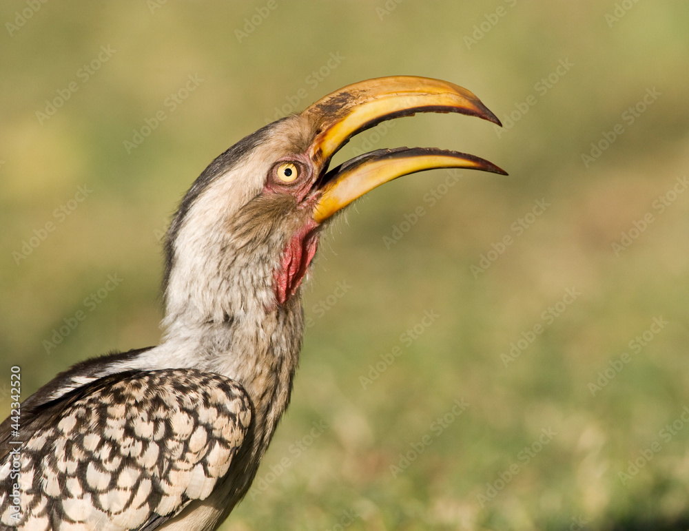 Fototapeta premium Zuidelijke Geelsnaveltok, Southern Yellow-Billed Hornbill, Tockus leucomelas, Geelsnaveltok