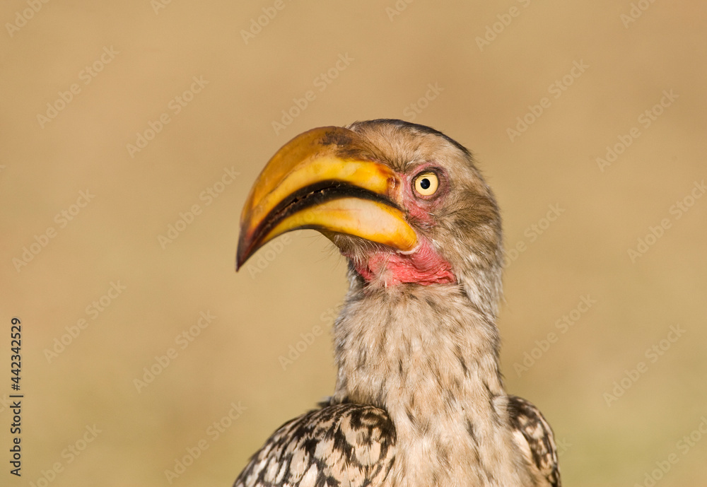 Zuidelijke Geelsnaveltok, Southern Yellow-Billed Hornbill, Tockus leucomelas, Geelsnaveltok